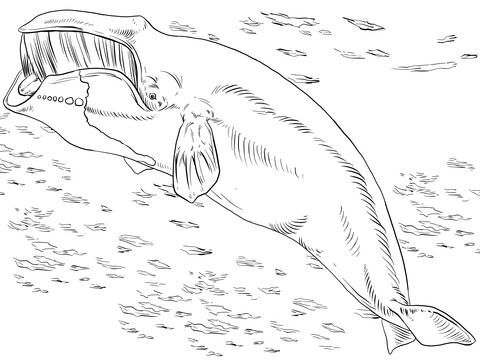 Bowhead Or Greenland Right Whale Coloring Page